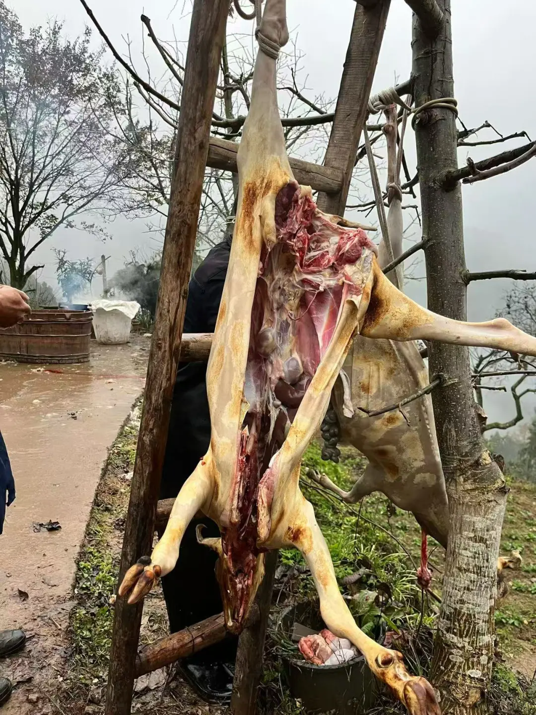 为什么我们南江黄羊不出名?