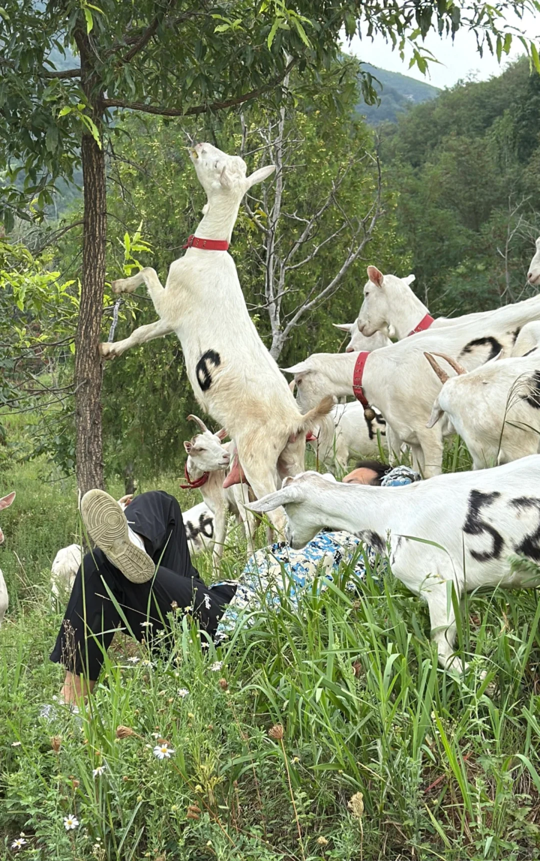 我在秦岭北麓山养了400只奶山羊!