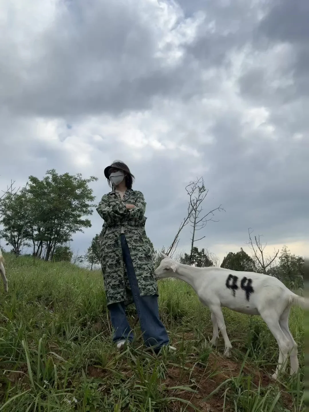 我在秦岭北麓山养了400只奶山羊!