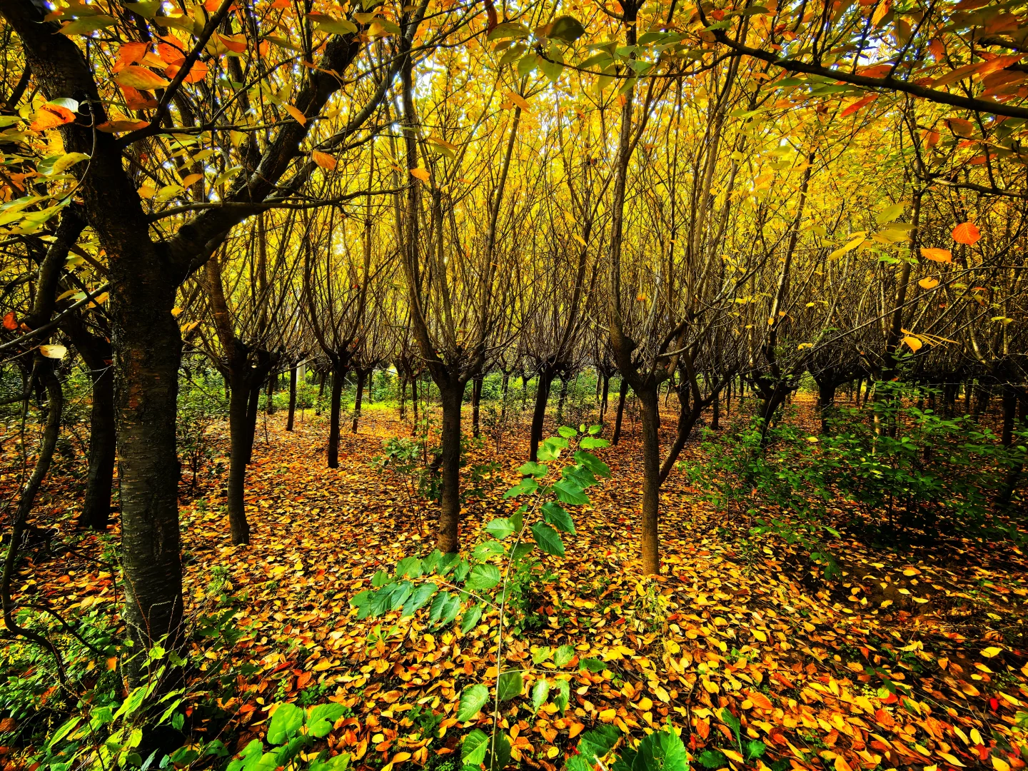秋日,你一定要去一趟白鹿原,你啥都想开了