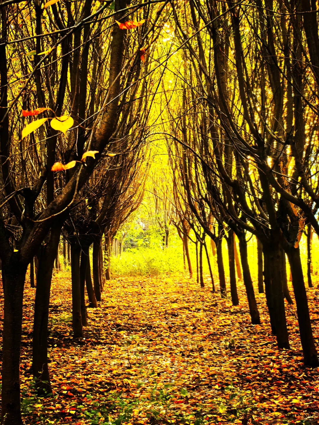 秋日,你一定要去一趟白鹿原,你啥都想开了