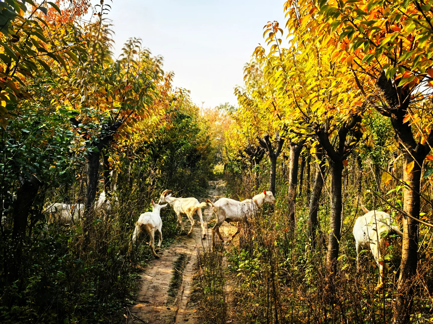 秋日,你一定要去一趟白鹿原,你啥都想开了