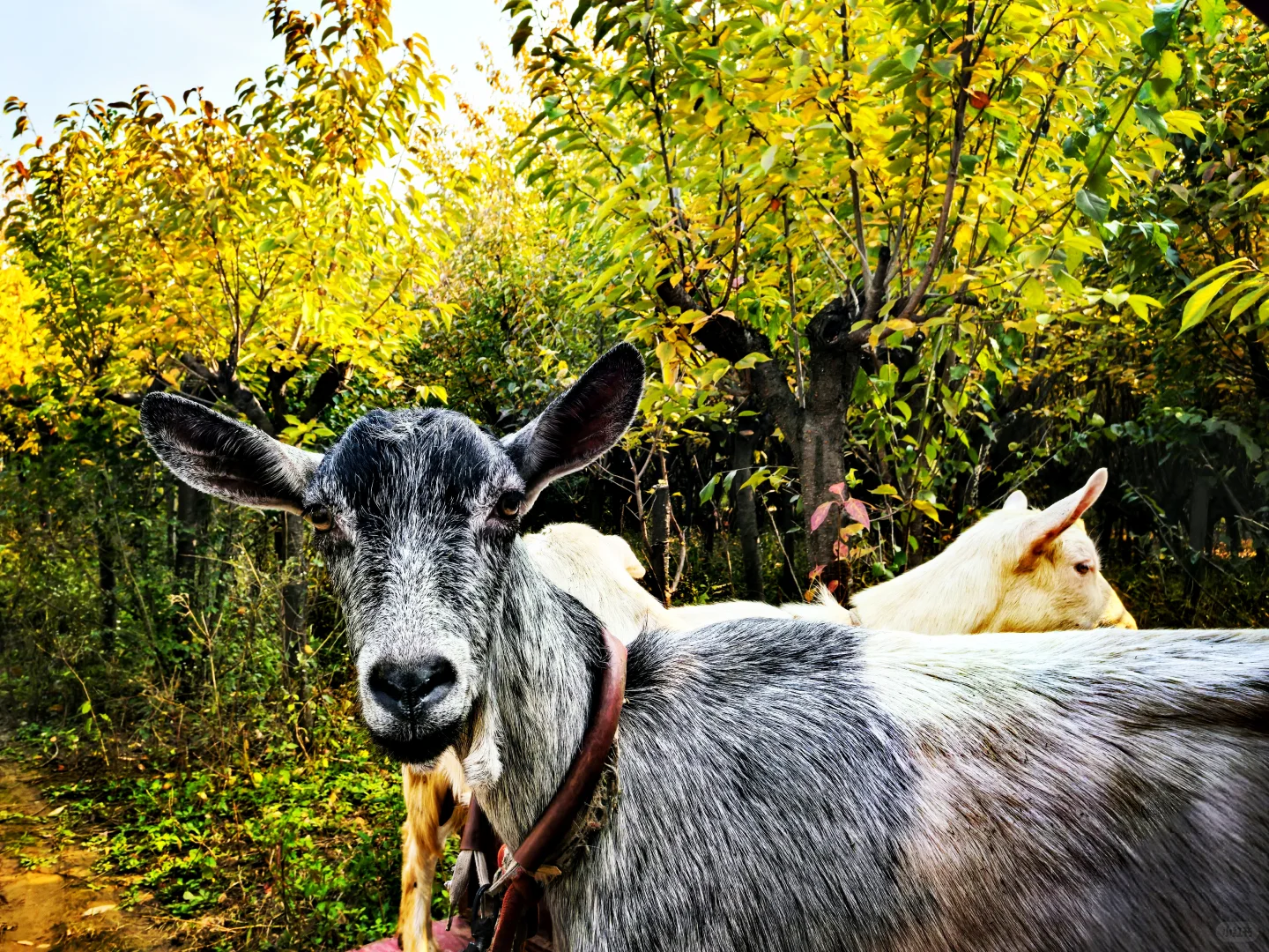 秋日,你一定要去一趟白鹿原,你啥都想开了