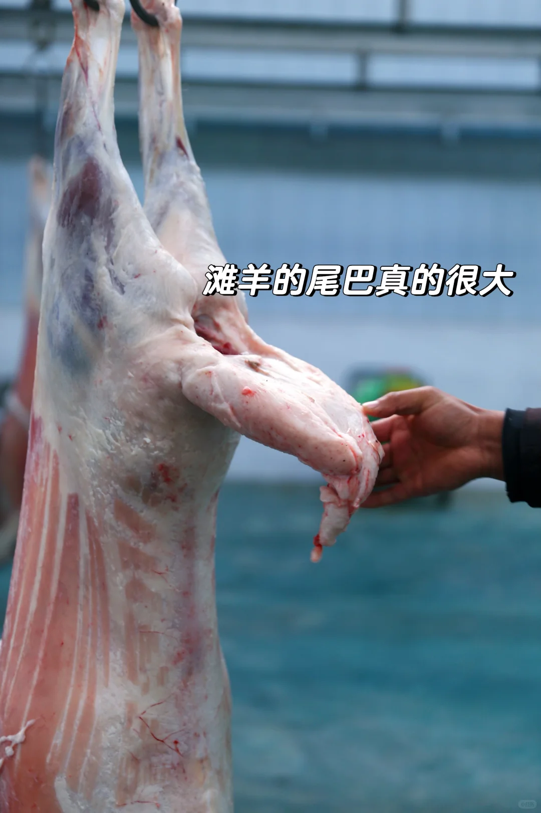 在云南吃到了真正的滩羊