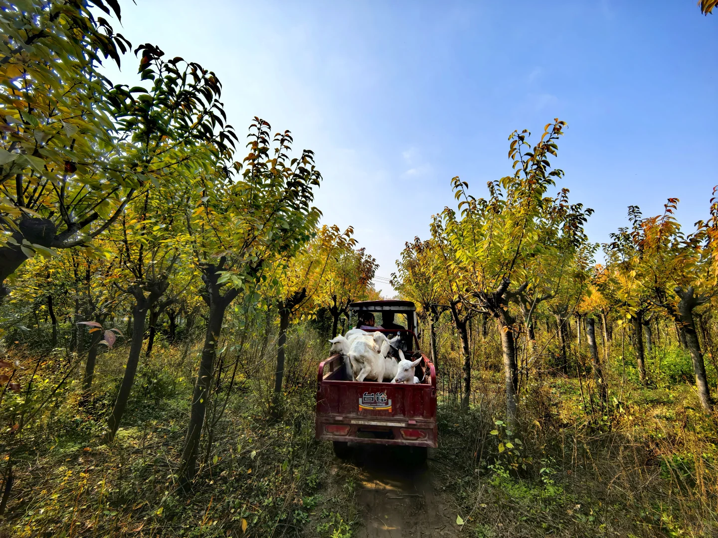 秋日,你一定要去一趟白鹿原,你啥都想开了