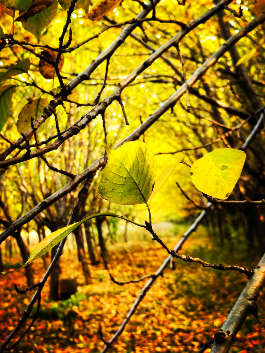 秋日,你一定要去一趟白鹿原,你啥都想开了