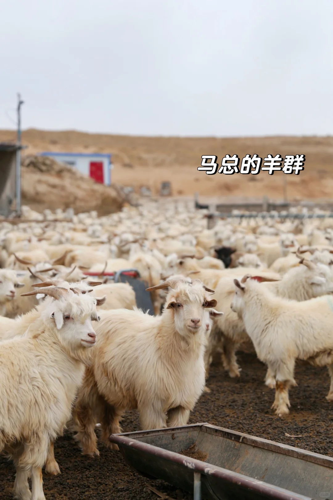 在云南吃到了真正的滩羊