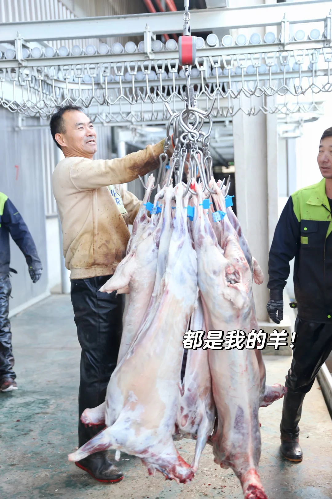 在云南吃到了真正的滩羊