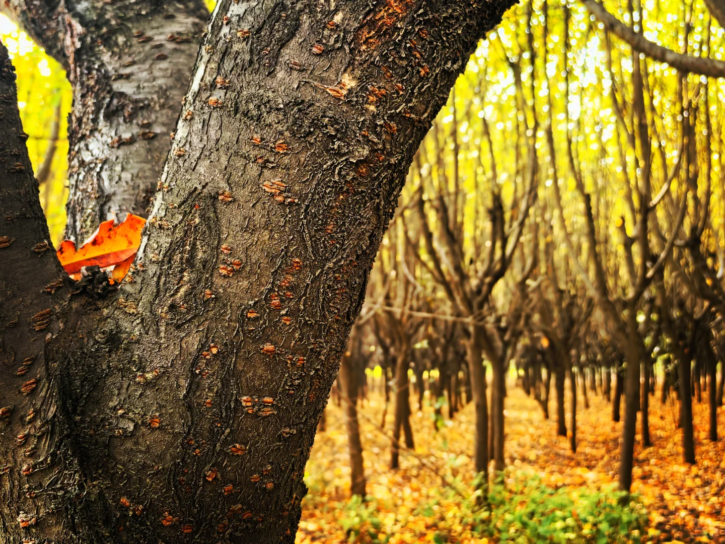 秋日,你一定要去一趟白鹿原,你啥都想开了