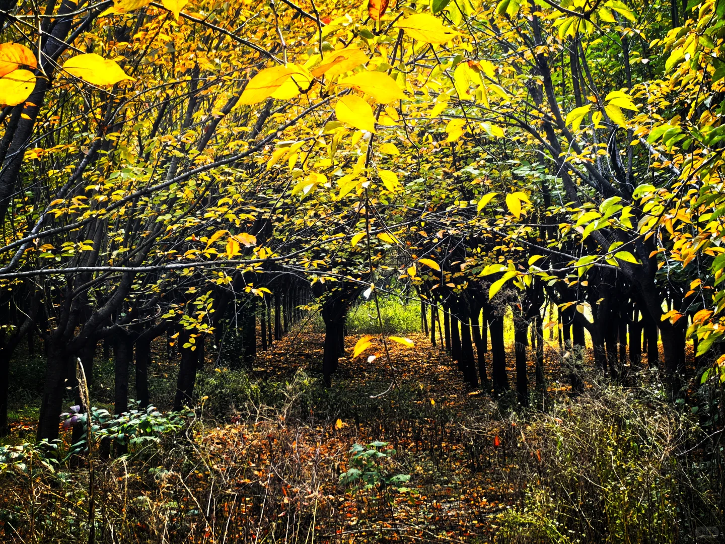 秋日,你一定要去一趟白鹿原,你啥都想开了