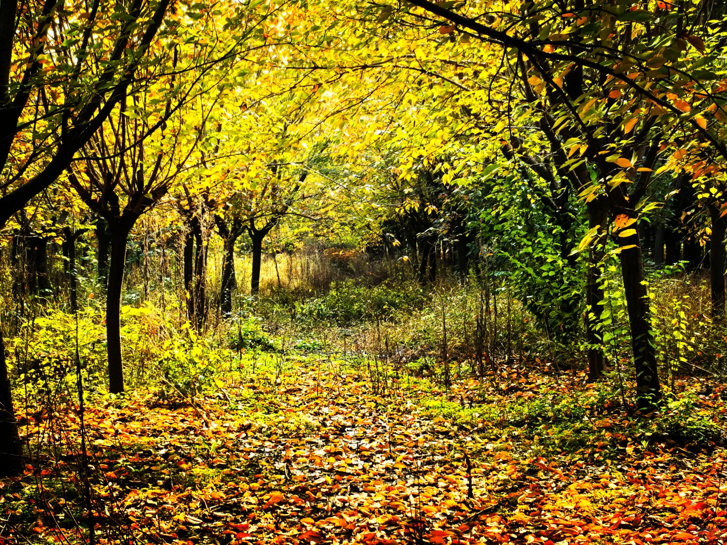 秋日,你一定要去一趟白鹿原,你啥都想开了