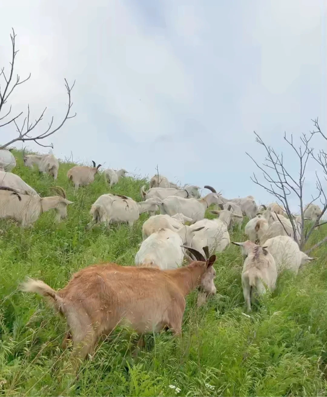 我在秦岭北麓山养了400只奶山羊!