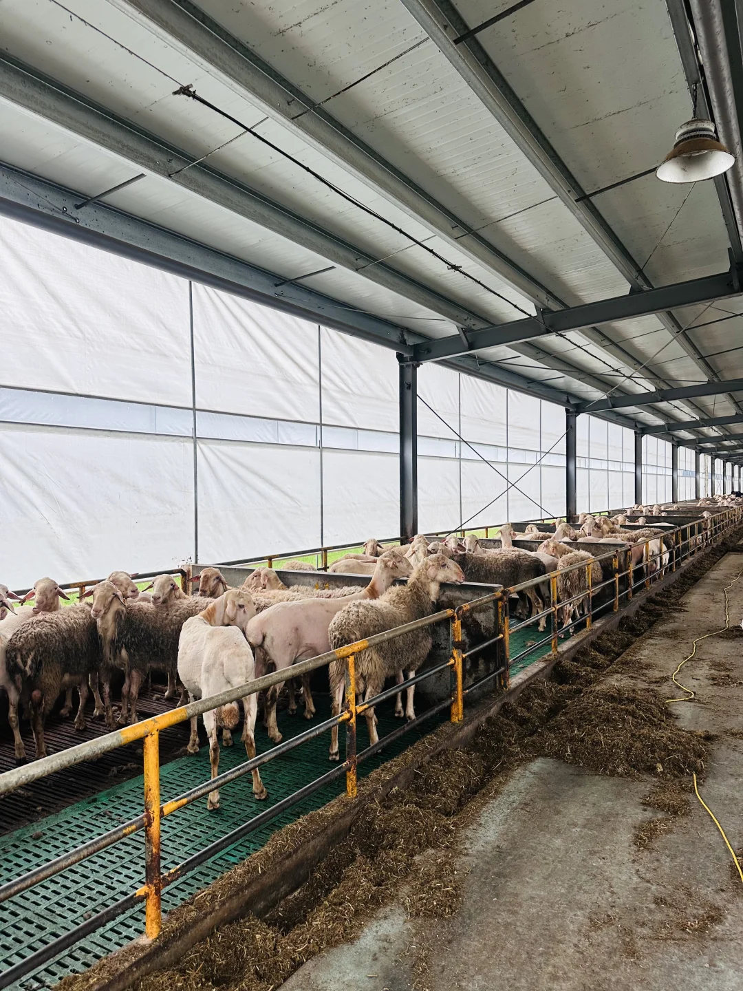 湖羊之公羊?谁懂?这群羊太可爱了?