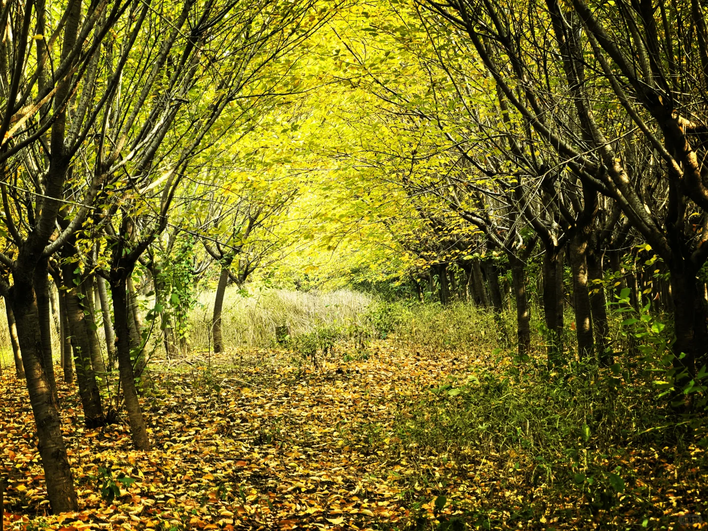 秋日,你一定要去一趟白鹿原,你啥都想开了