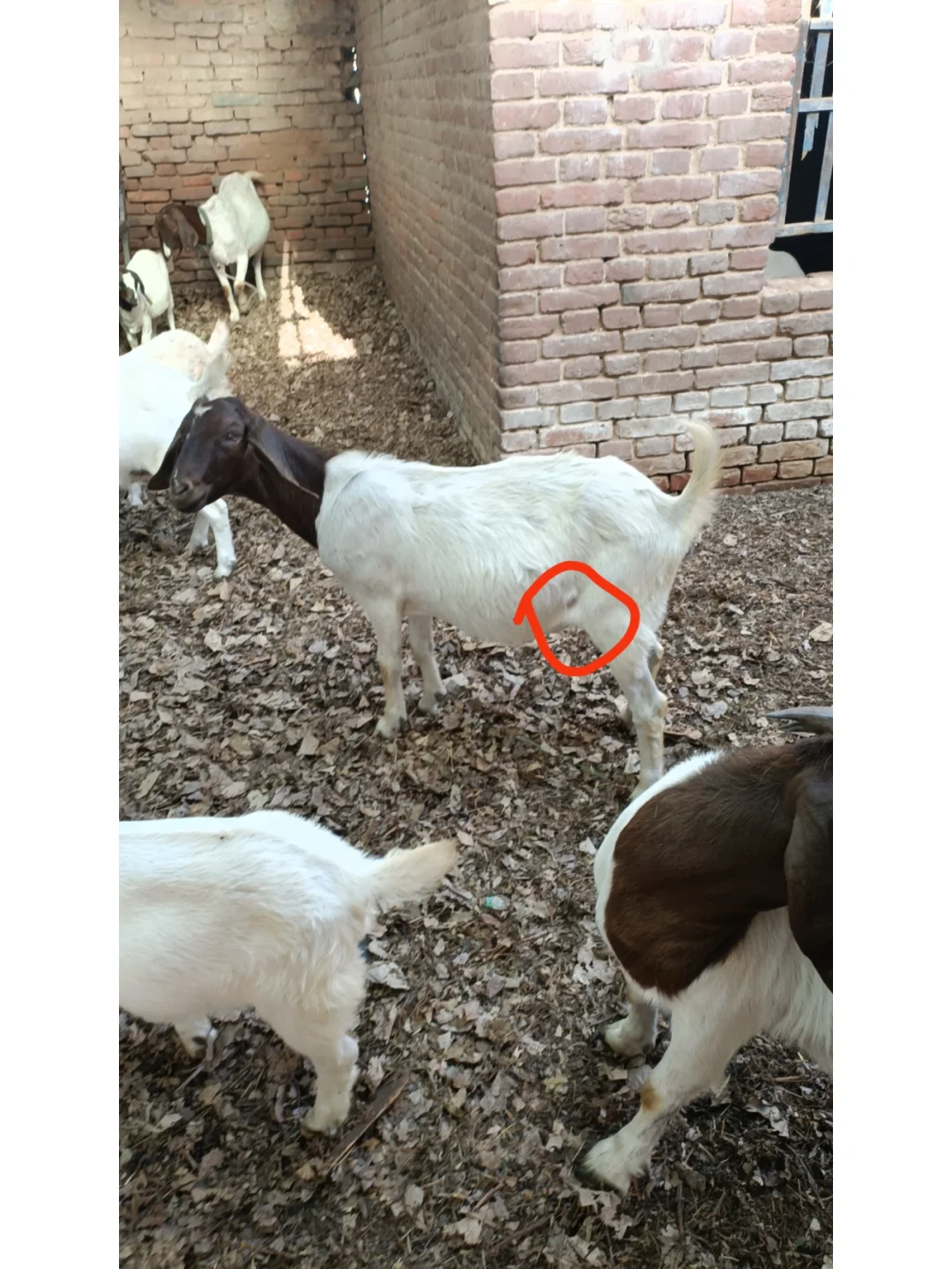 手把手教您:羊身上长脓包的处理方法!