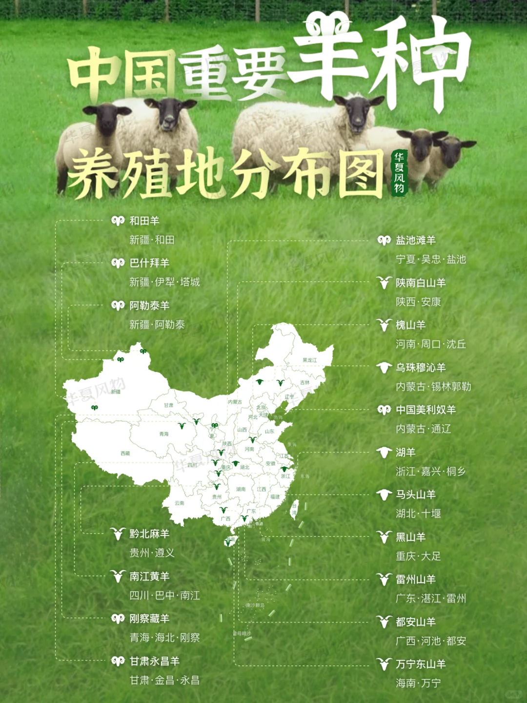 中国到底有多少种羊羊羊羊羊?