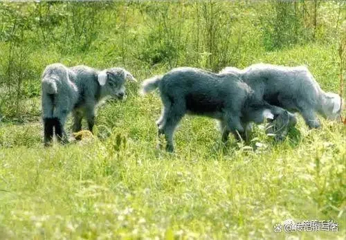 单县青山羊 | 珍稀好羊肉黄河故道优质品种