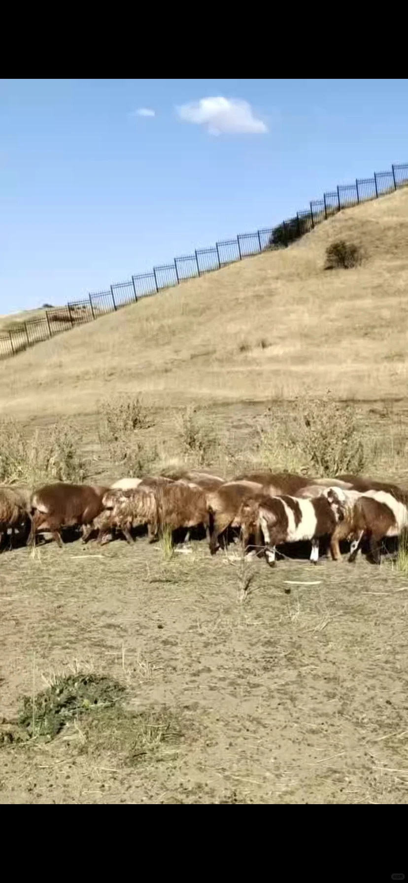 1100һֻ½ȻСᣬ17-18