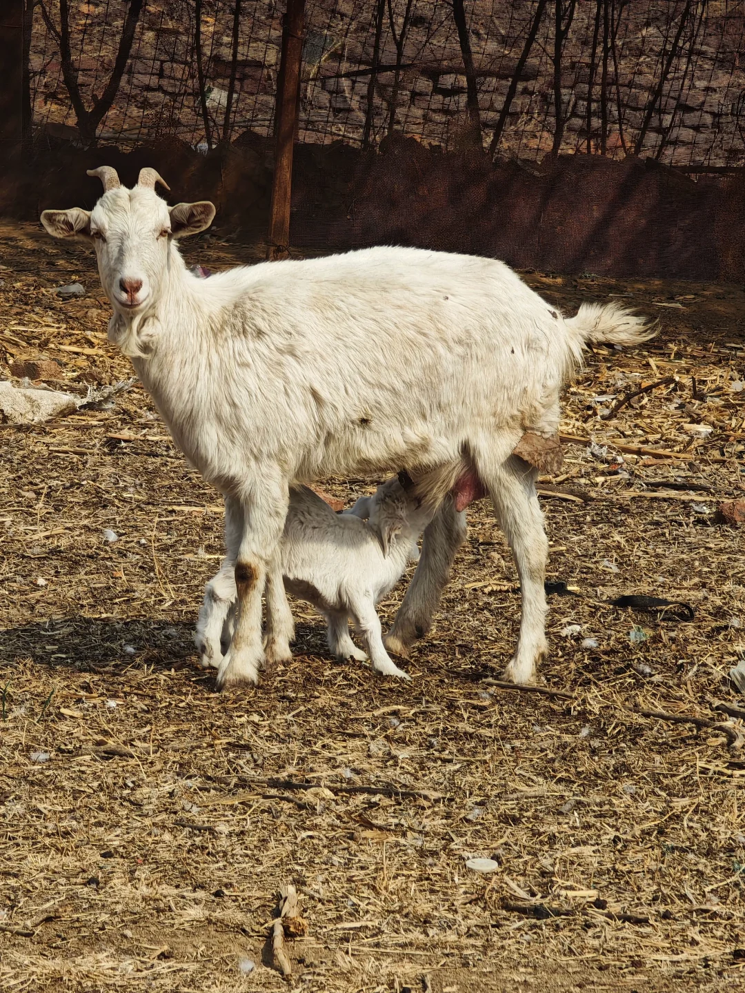 自家散养山羊绵羊