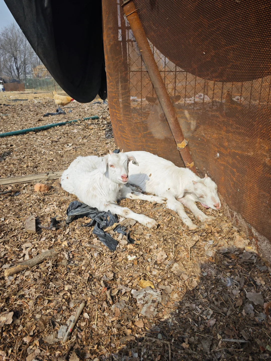 自家散养山羊绵羊