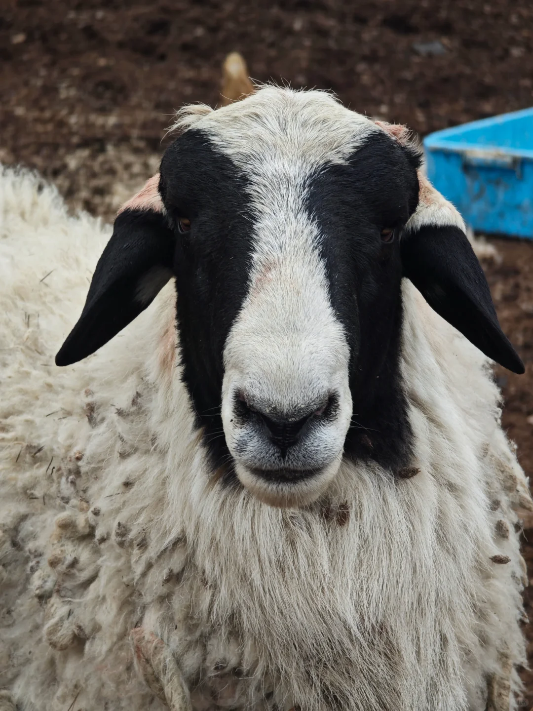 自家散养山羊绵羊