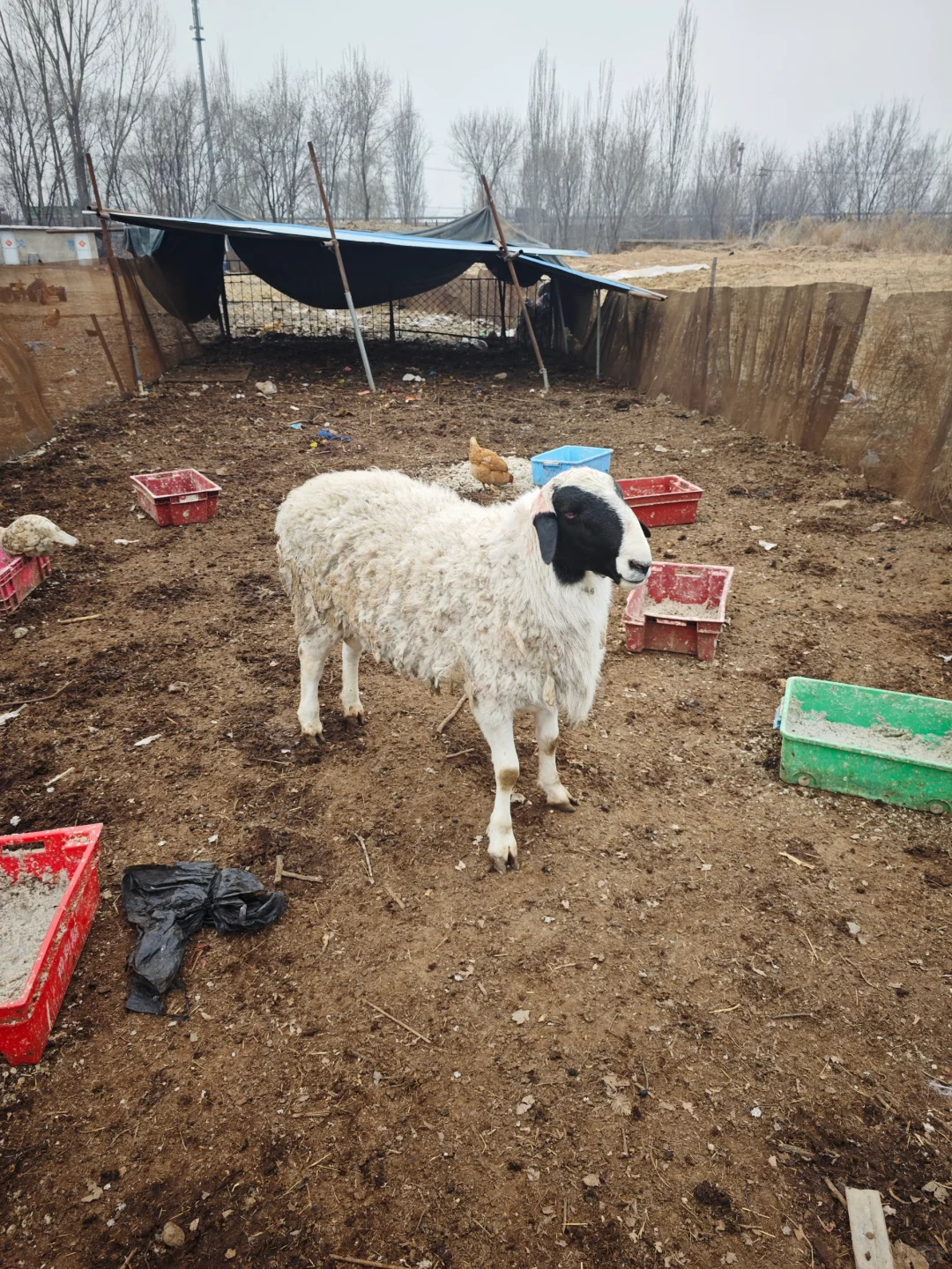 自家散养山羊绵羊