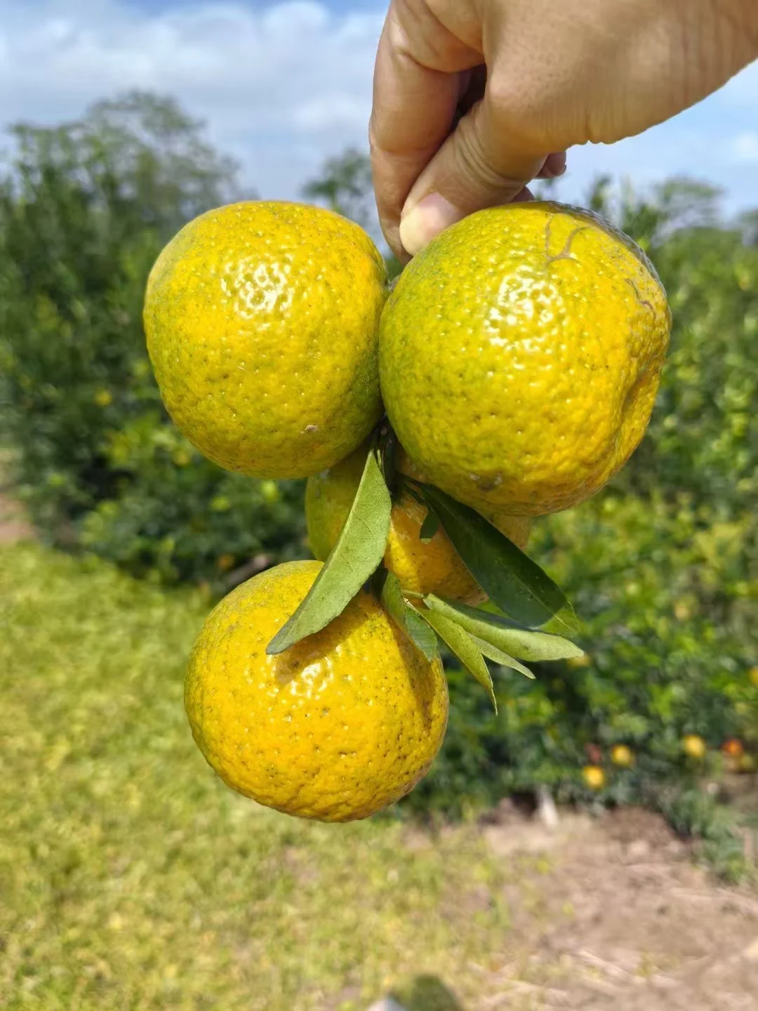 客人组团天马果园,亲手摘二红鲜果也太香了