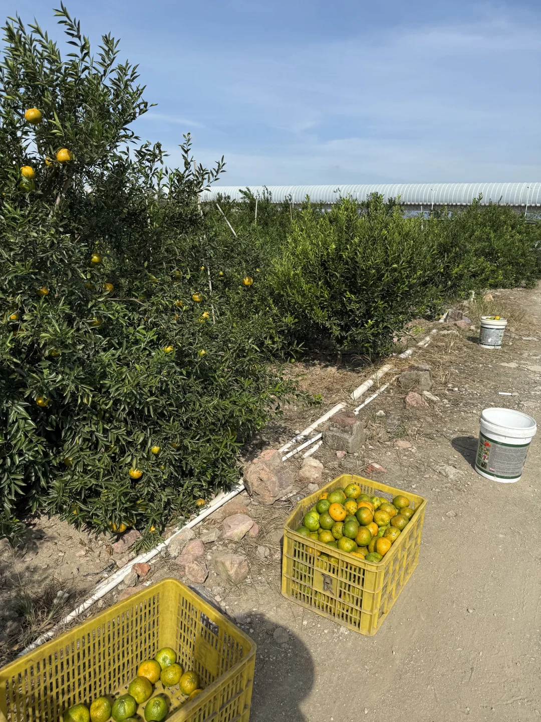 客人组团天马果园,亲手摘二红鲜果也太香了