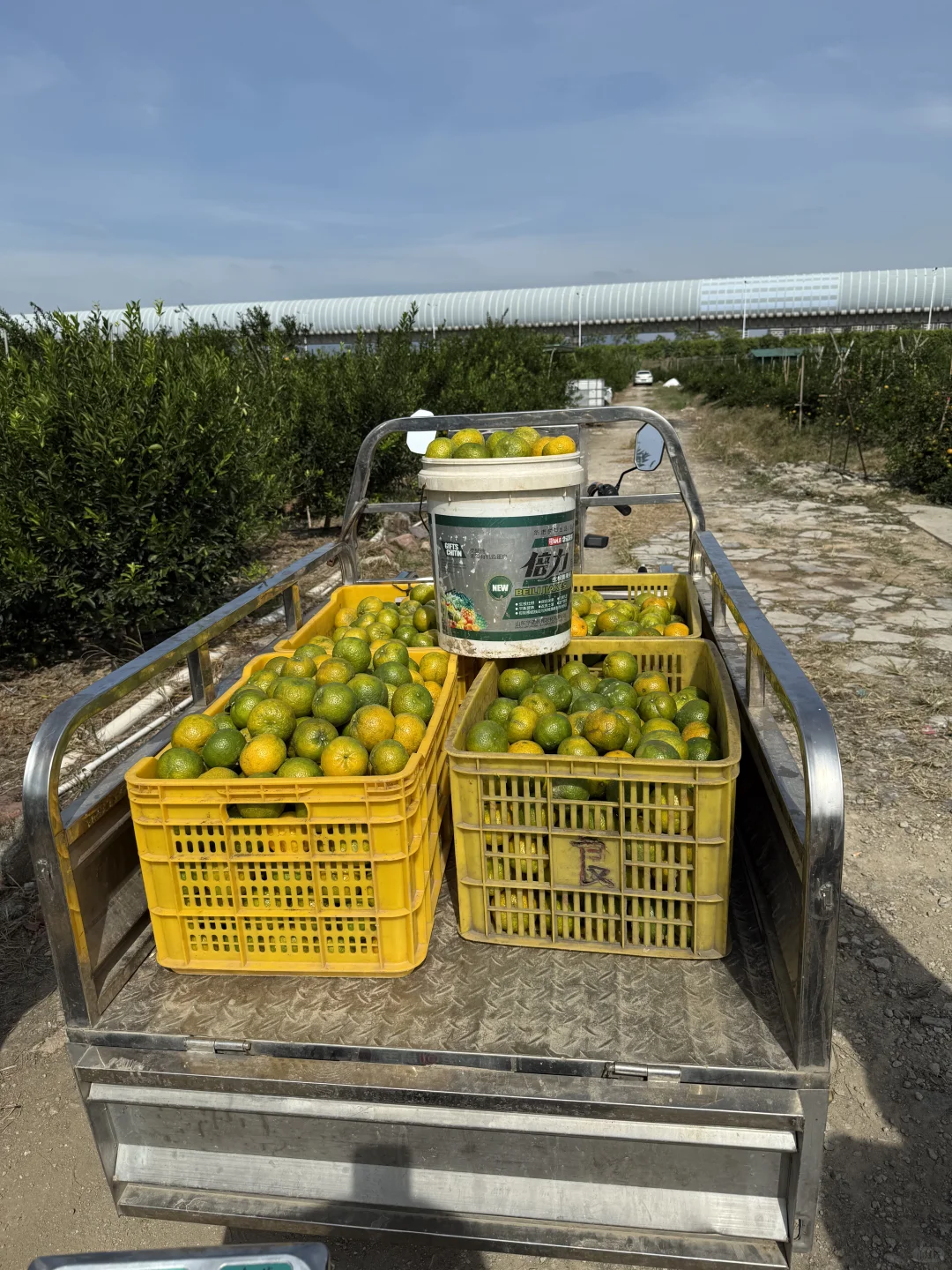 客人组团天马果园,亲手摘二红鲜果也太香了