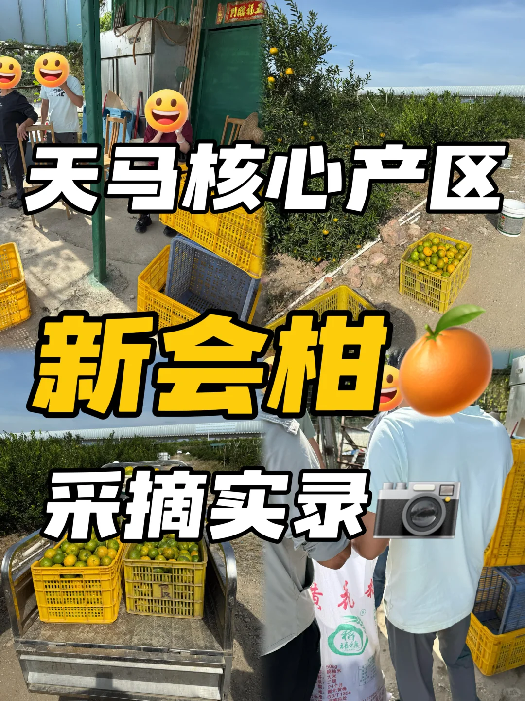 客人组团天马果园,亲手摘二红鲜果也太香了