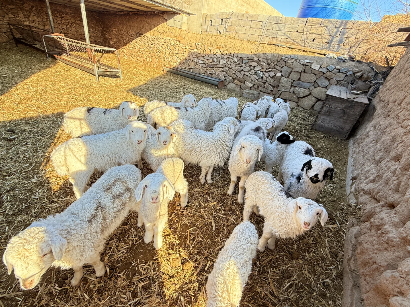 �����ԼҲݵ�����������