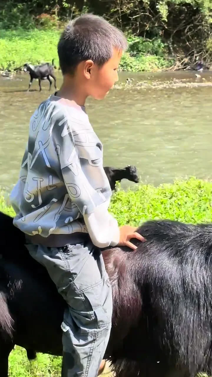 承接上文,好吃的羊就是这么放出来的!7