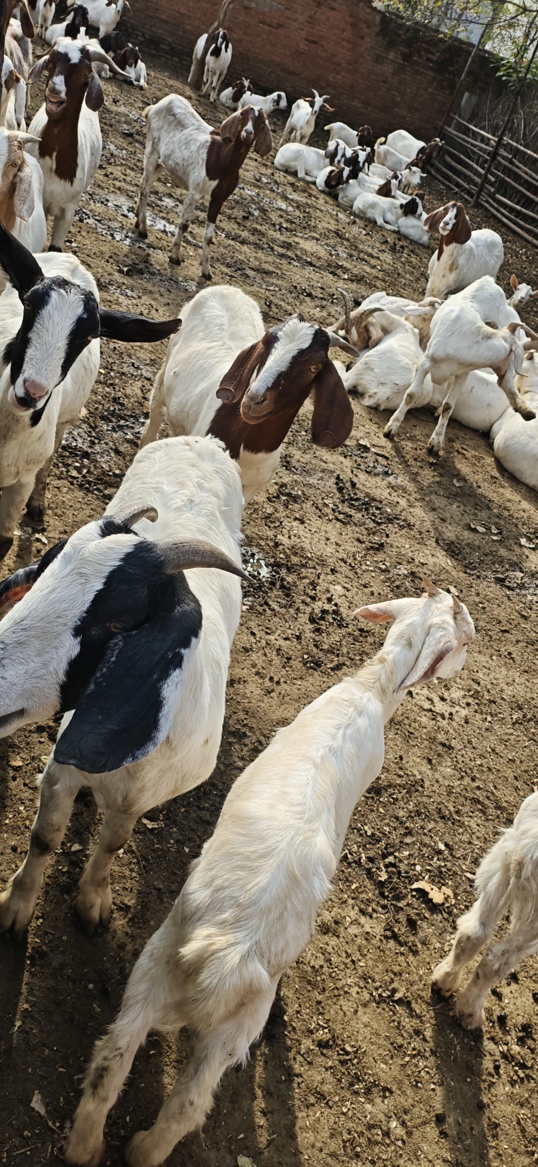 �����Լ���ֳ��ɽ��