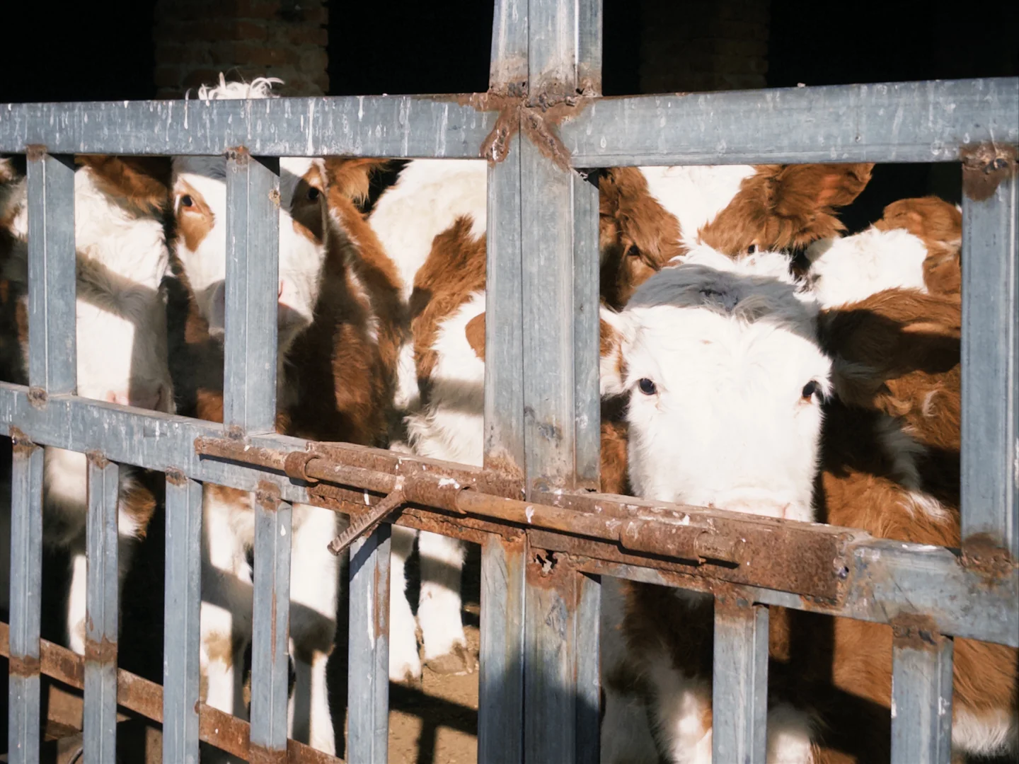 ������ͥ��Ա