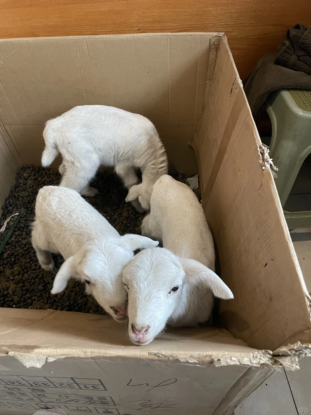 ����ϵС������