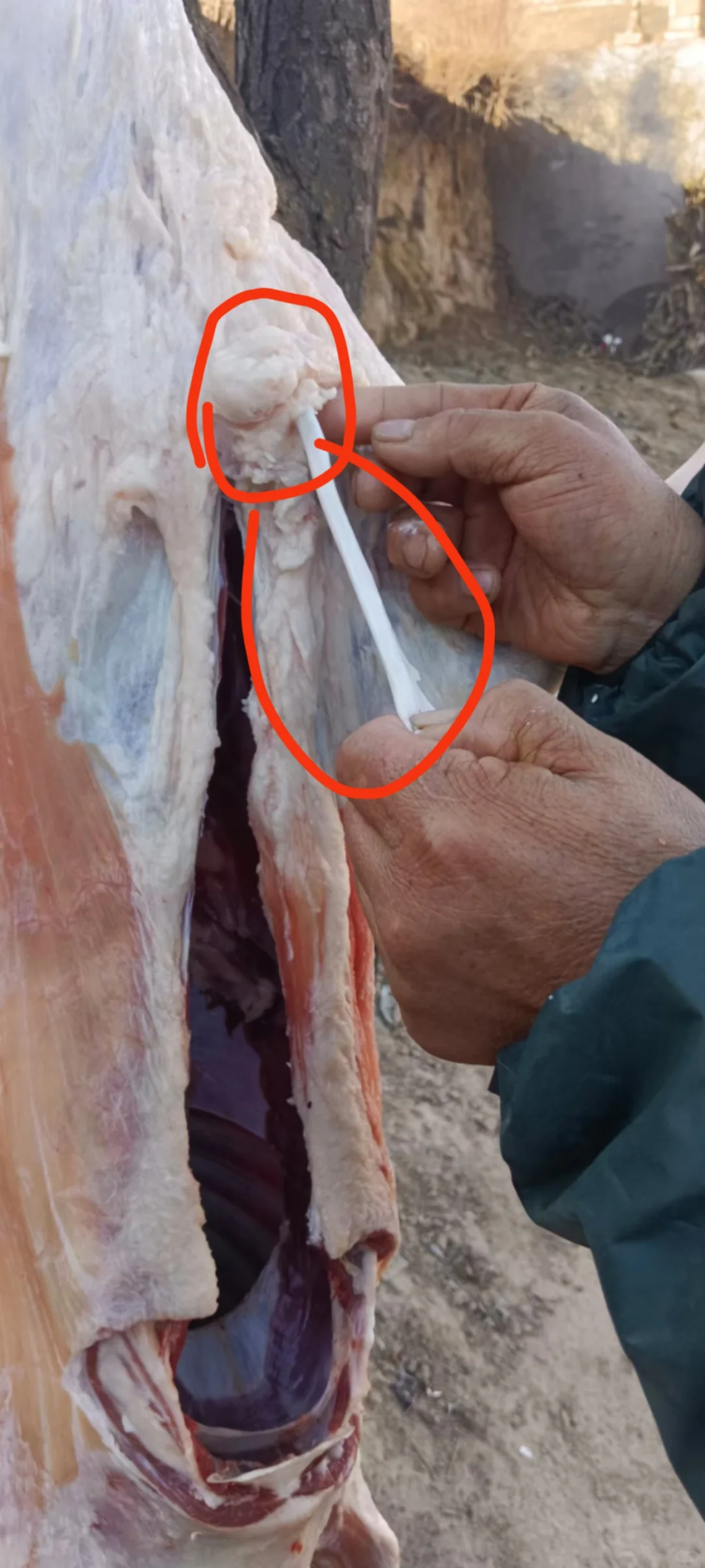 ��Ȼ�ö��˲�֪������ĸ��������������