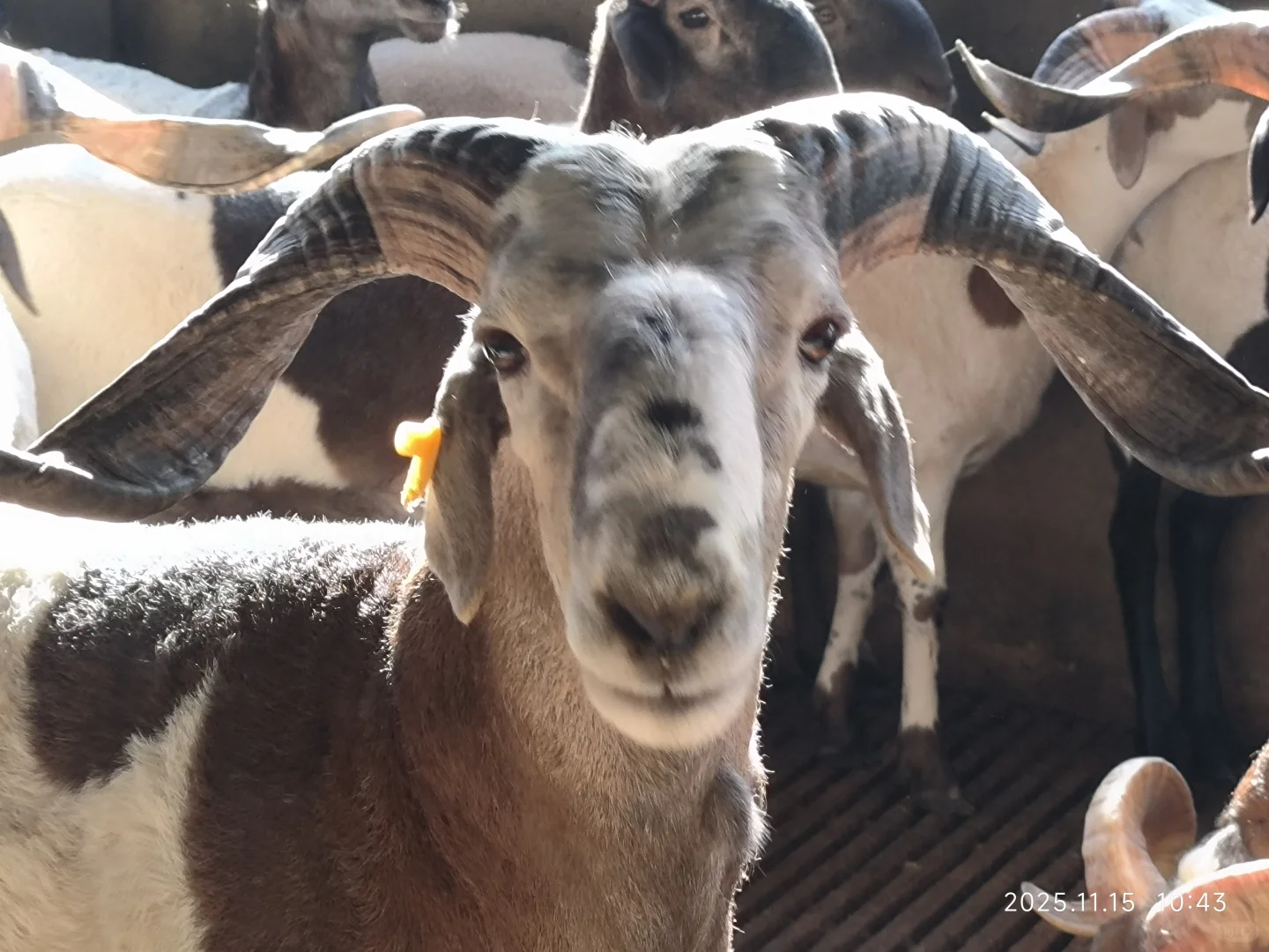 ����С�� С���ᷢ��