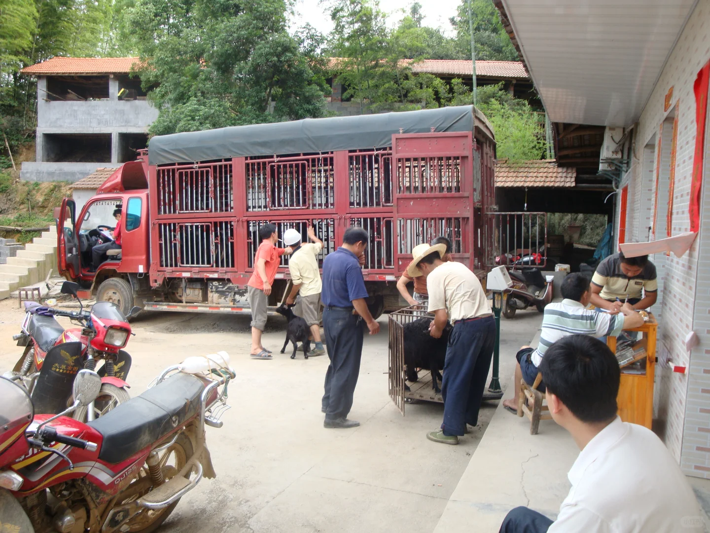 黑山羊出栏,养羊户如何智斗羊贩子