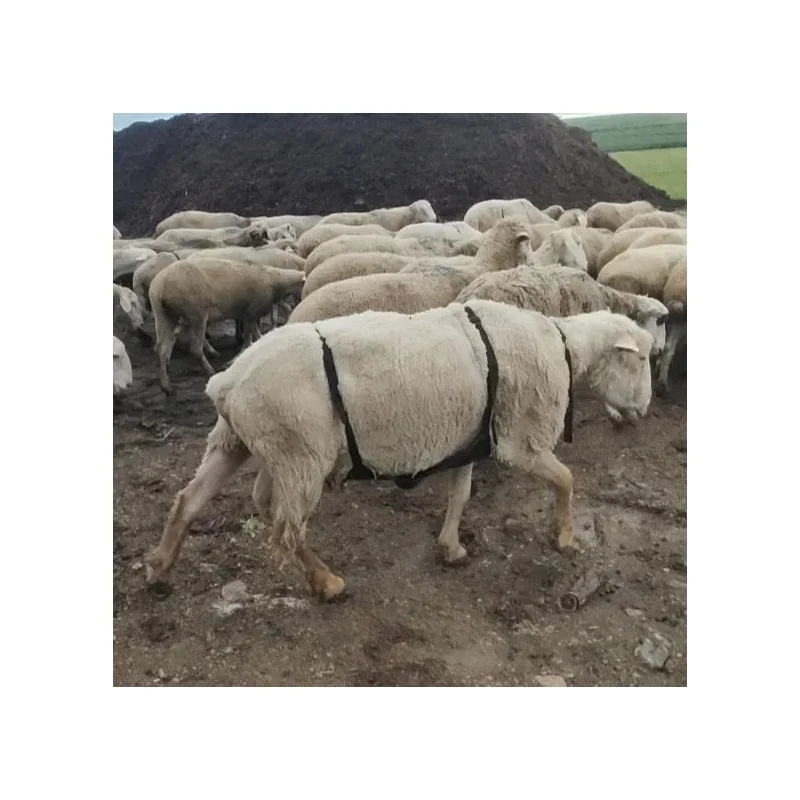 ?养羊养马养牛必囤!防交配神器来了!