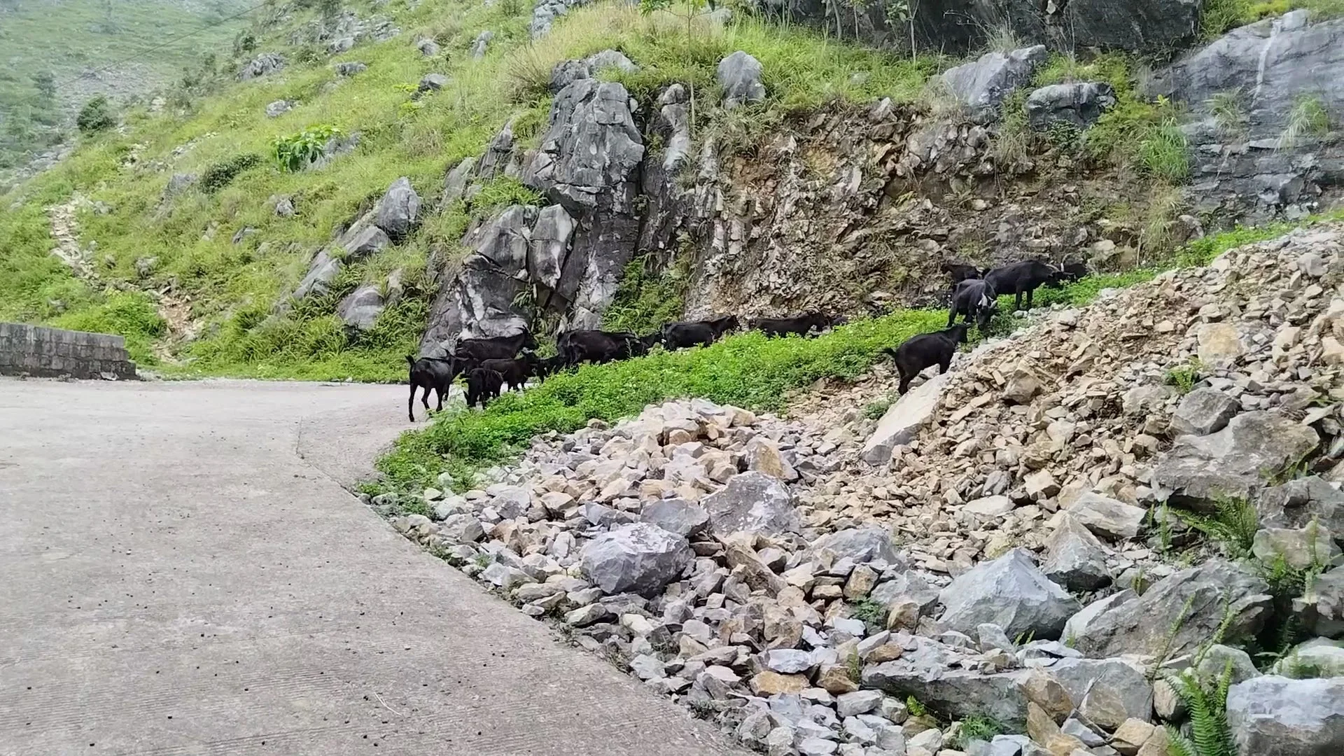 羊吃树苗被打死,养羊人咋办?