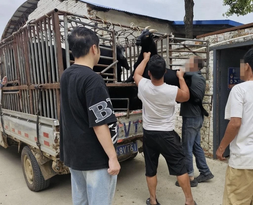 黑山羊出栏,养羊户如何智斗羊贩子