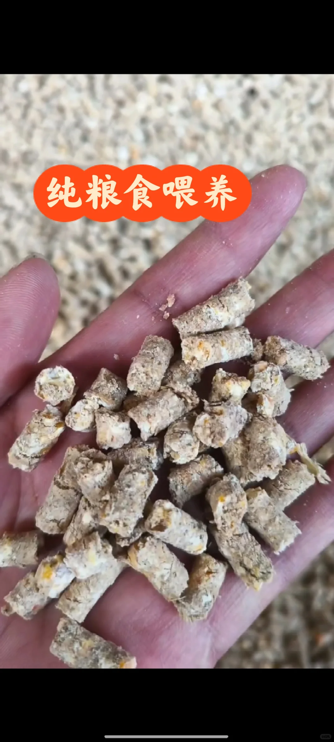 自家散养黑猪的