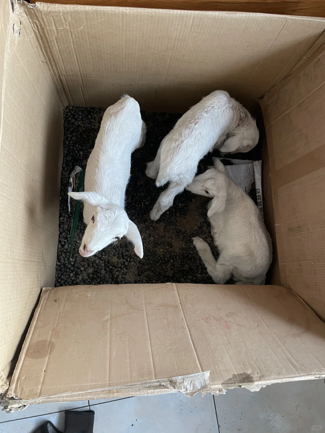 ����ϵС������