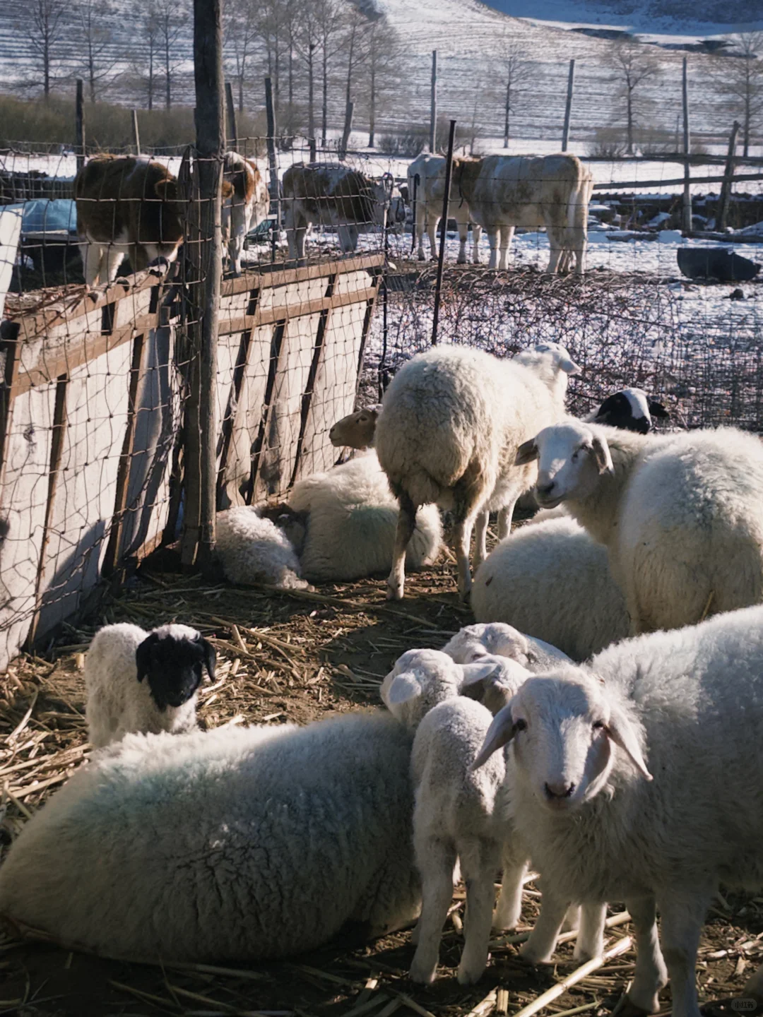 ������ͥ��Ա