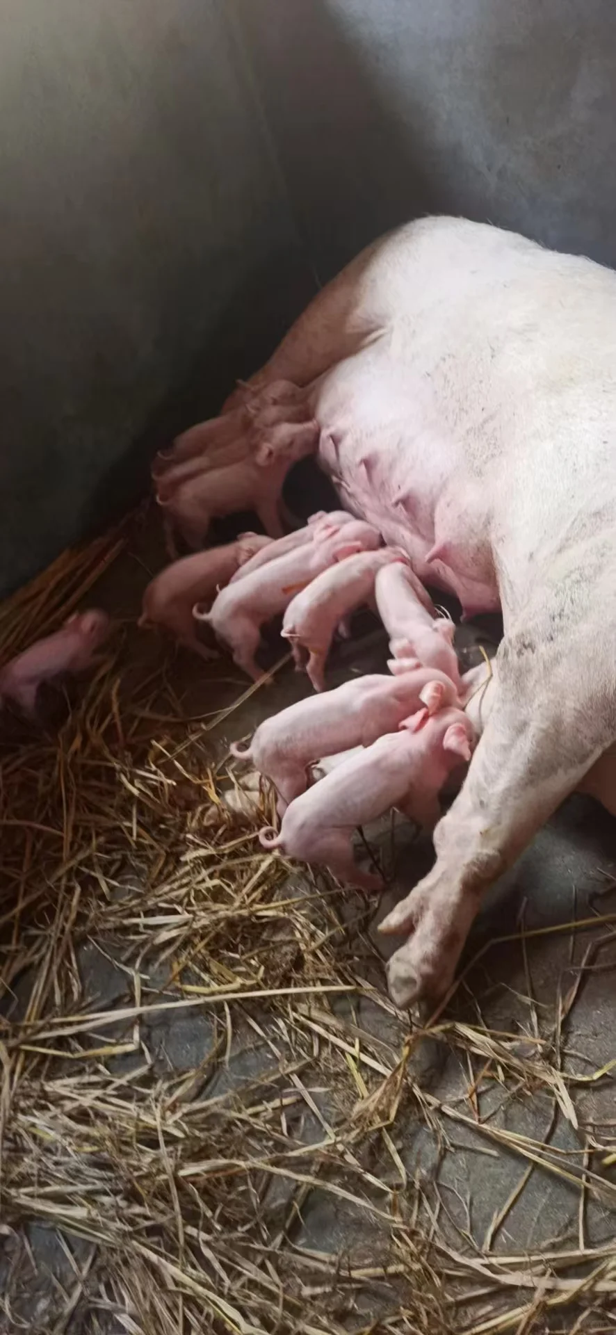 2025��11��23��ȫ�����������۸���Ϣ