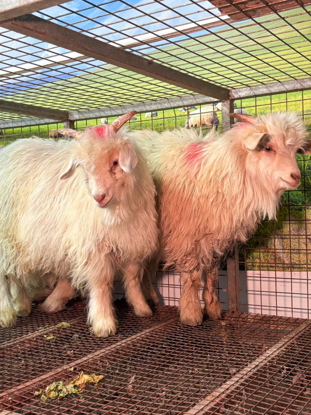 ����ѩɽ���ֵ��ֿ��¸��㣡��