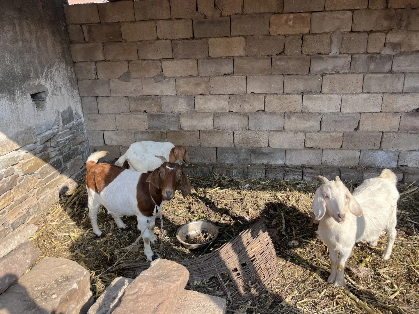 ���ϴ���ʳ������ĸ�����