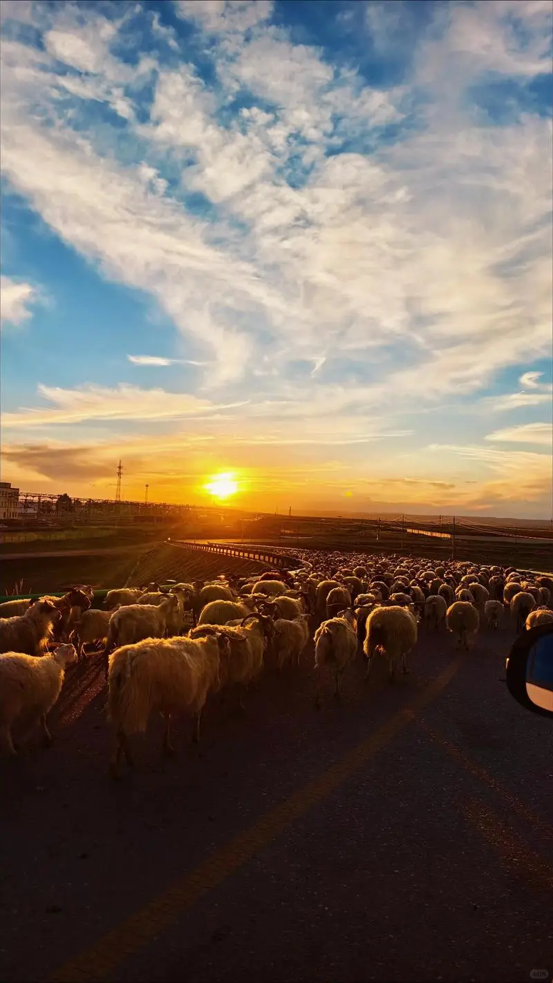 承接上文,好吃的羊就是这么放出来的!7