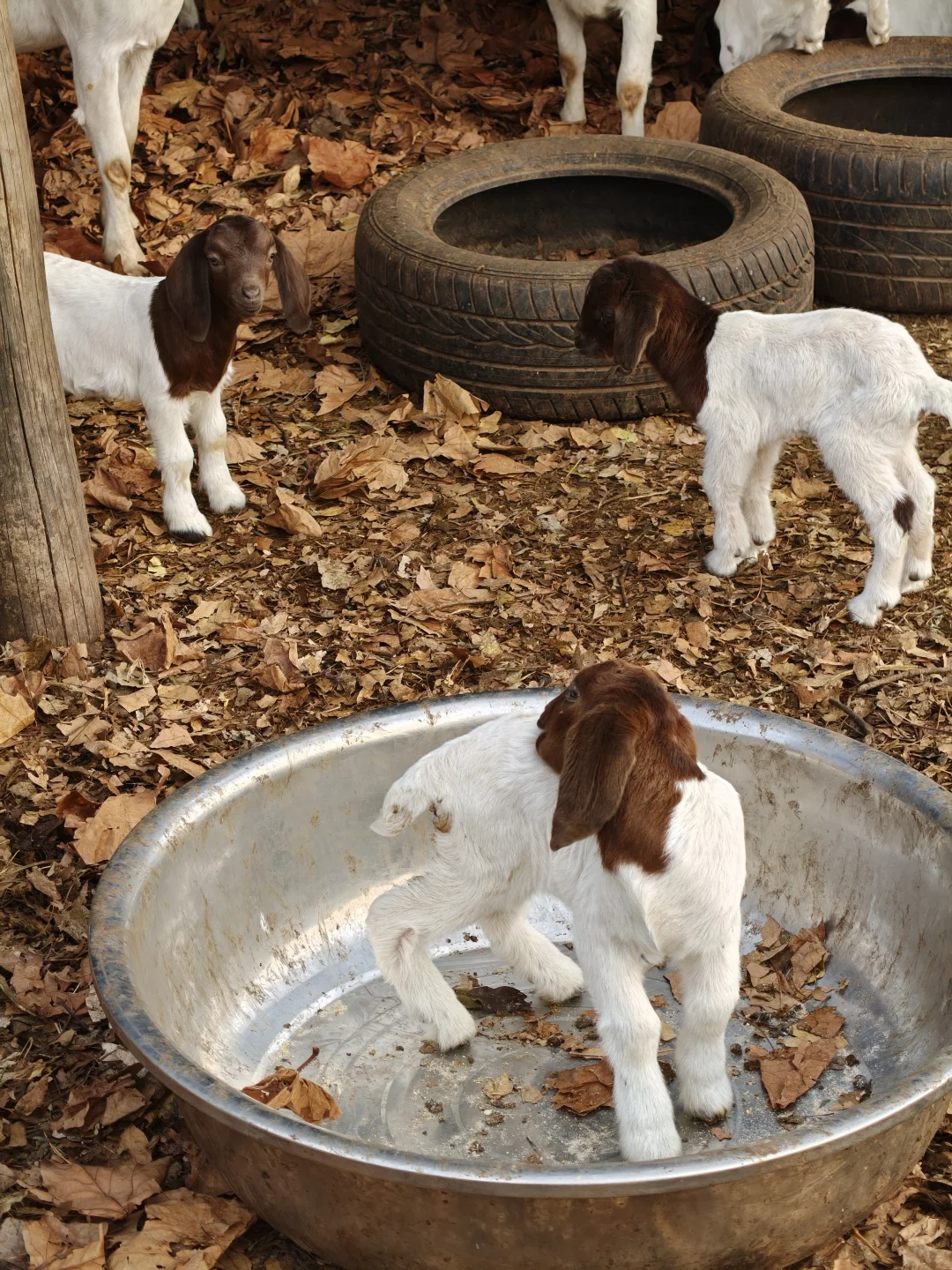 ����ɽ��С������������