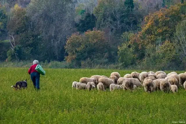 承接上文,好吃的羊就是这么放出来的!7